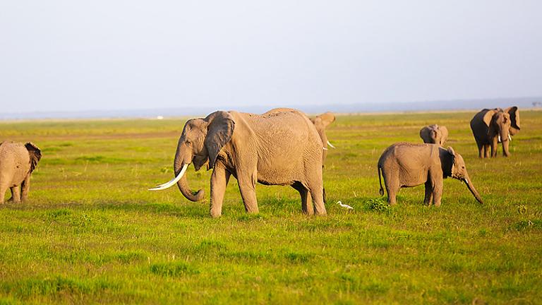 Uganda Safaris