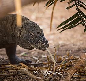 Komodo