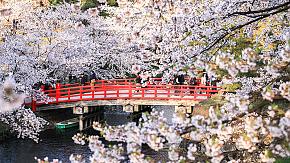 Cherry Blossom
