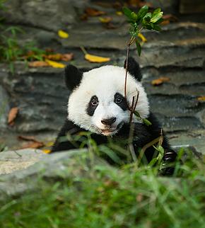 Chengdu