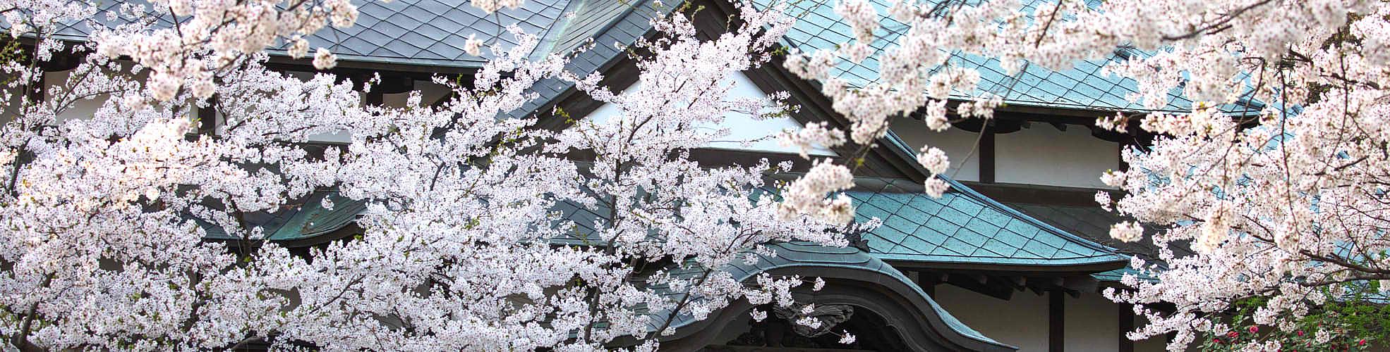 Japan Cherry Blossoms