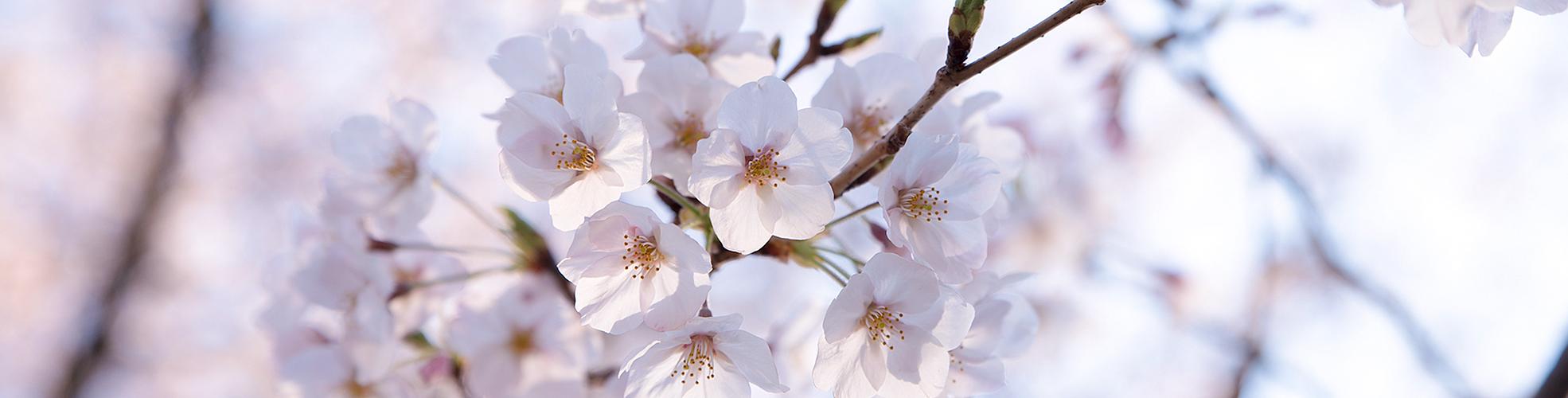 Japan Cherry Blossom