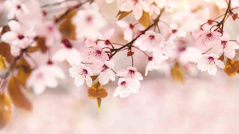 Japan Cherry Blossom