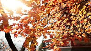 Japan Fall Foliage