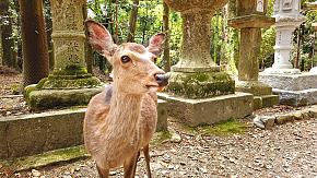 Japan deer