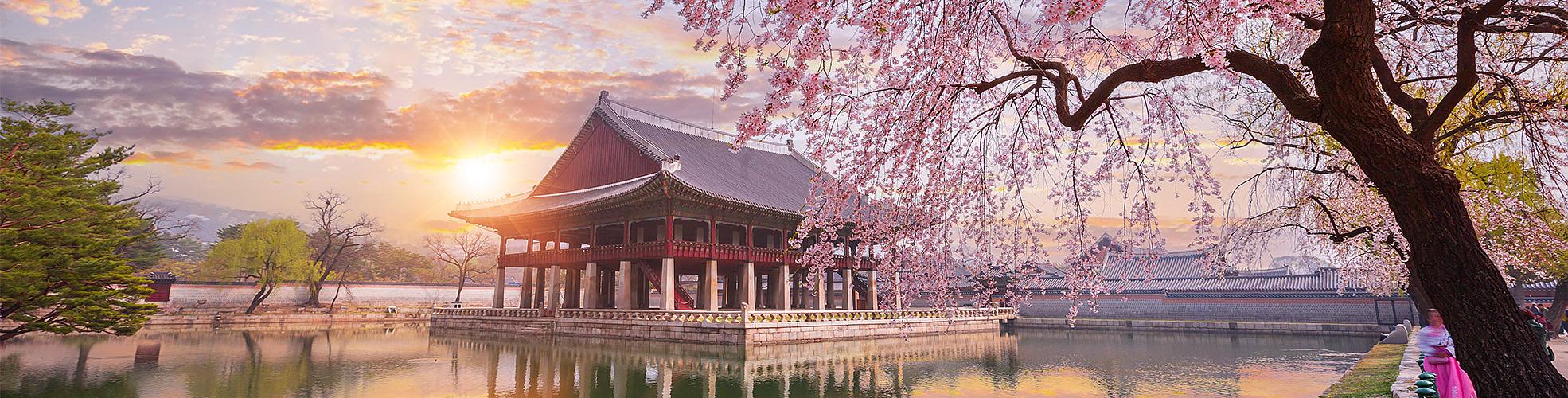 South Korea Cherry Blossom Tour