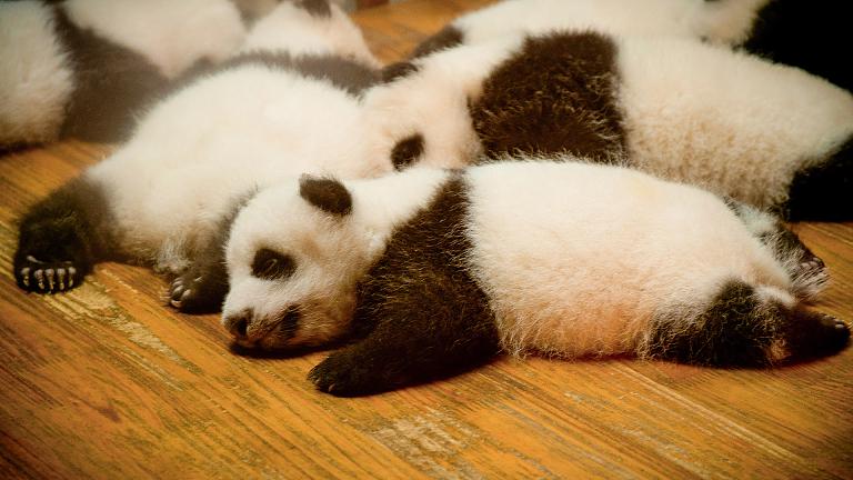 Chengdu Panda Base