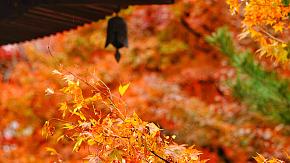 Japan Autumn Leaves