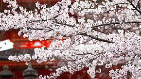 Cherry Blossoms in Japan