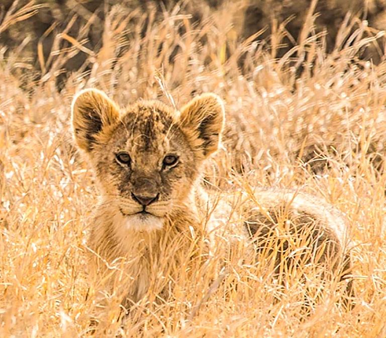 Wildlife Safaris