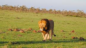 Maasai Mara