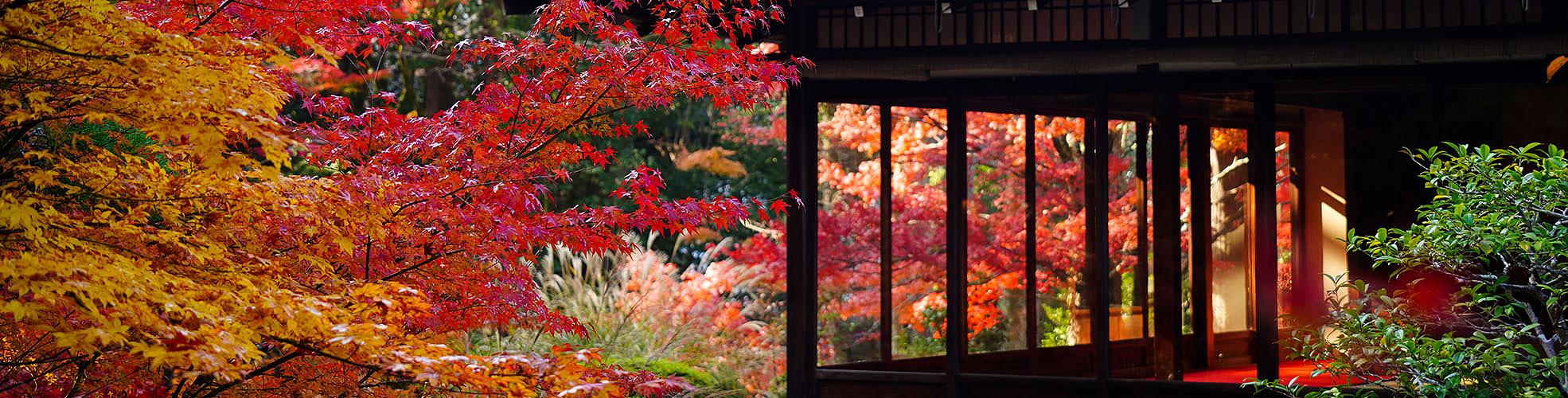 Japan Fall Foliage