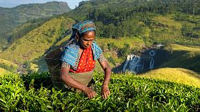 Tea Picking