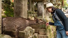 Nara deer park