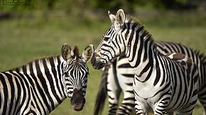 Aberdare National Park