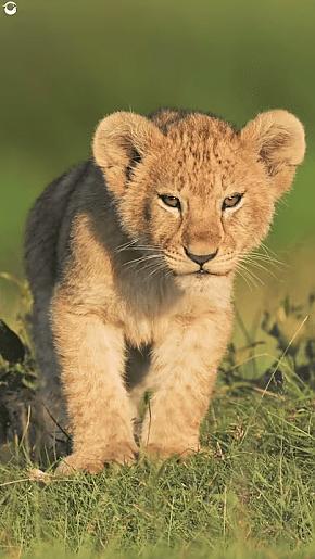 Lion Cubs in South Africa