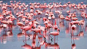 Lake Naivasha