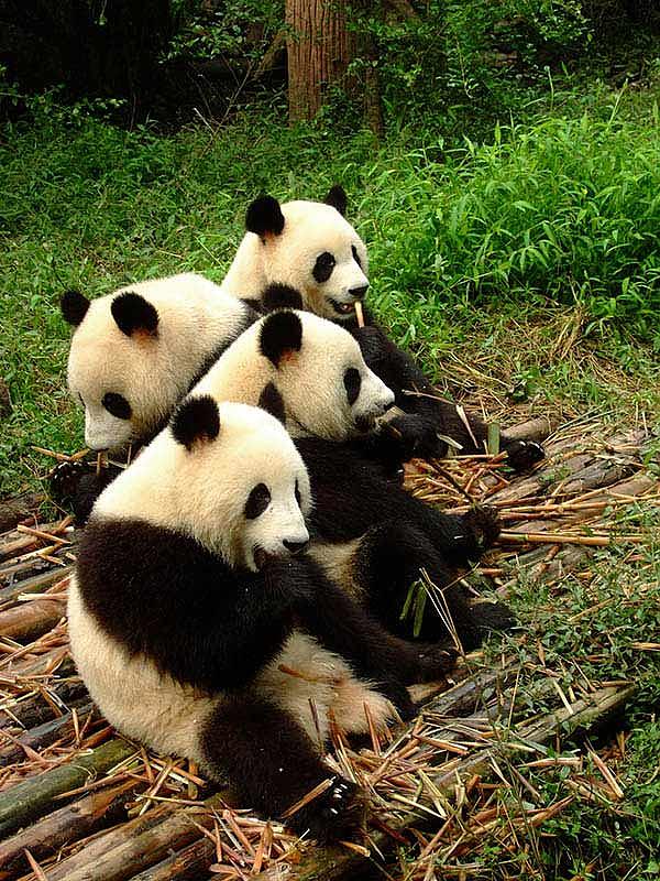 Panda en Chengdu