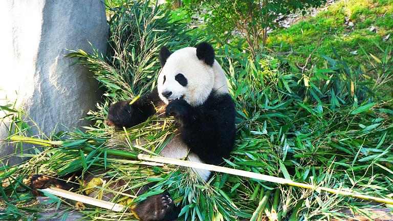 Pandas in Chengdu