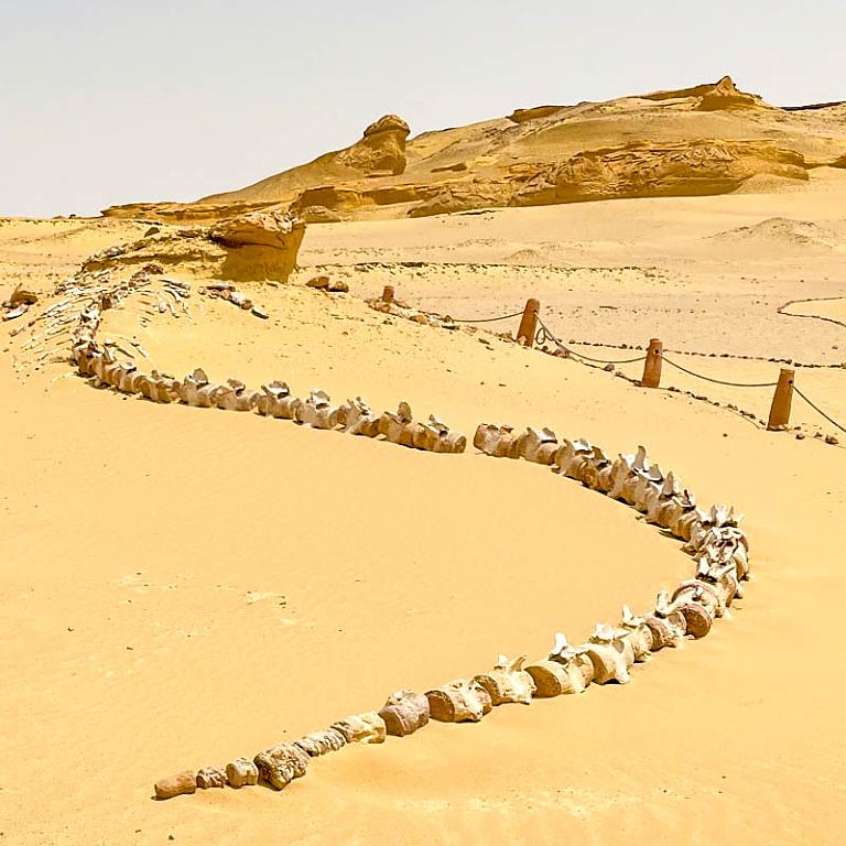 Faiyum Whale Valley