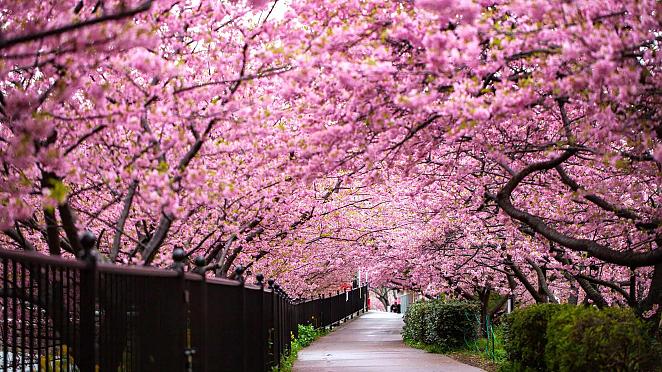 Sakura en Japón