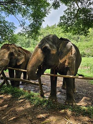 Elephants in Chiang Mai