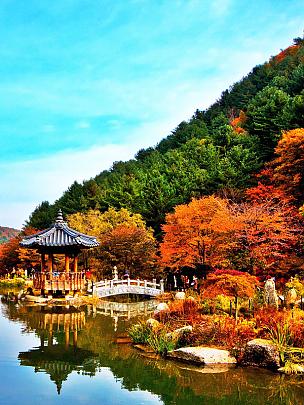 Autumn Leaves in Korea