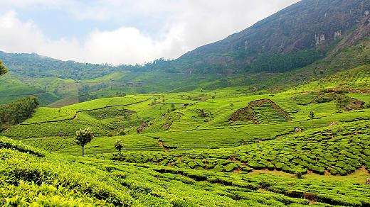 Munnar Tea Plantations