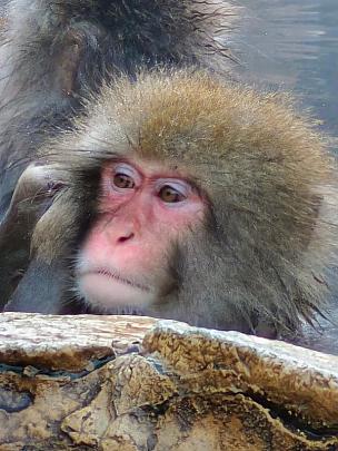 Snow Monkey