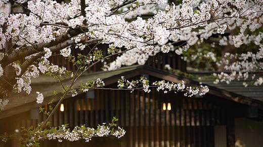 Cherry Blossoms in South Korea