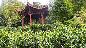 Dragon Well Tea, Hangzhou