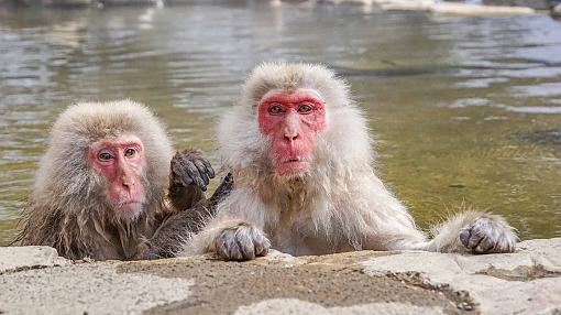 Monos de nieve