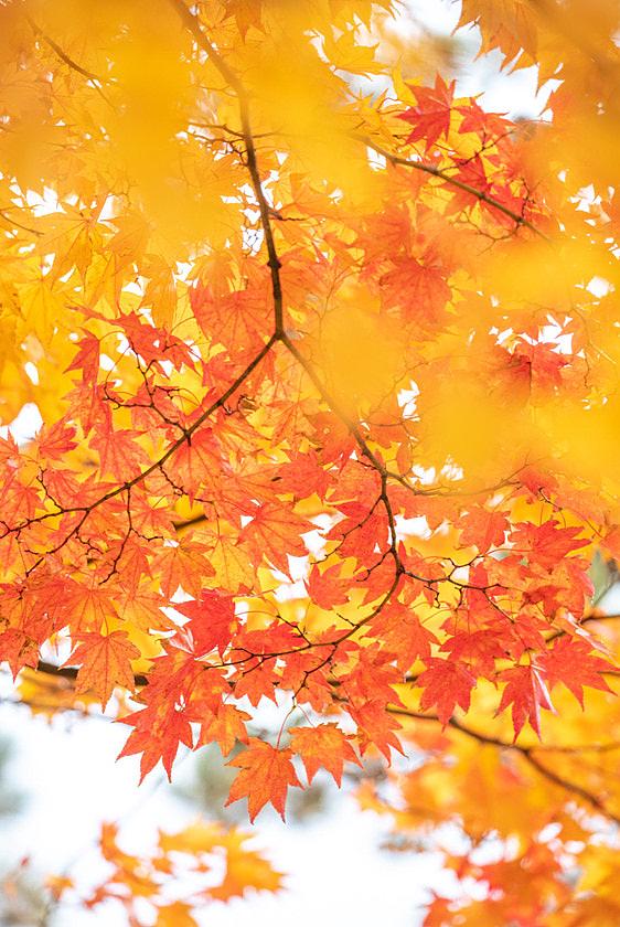 Japan Fall Foliage