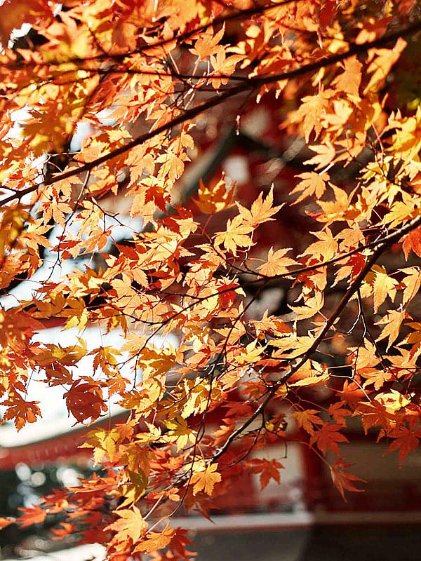 Japan Fall Foliage