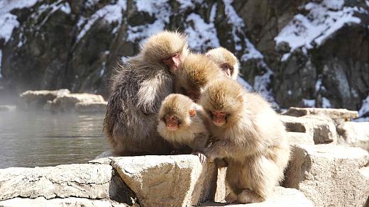 Snow Monkey