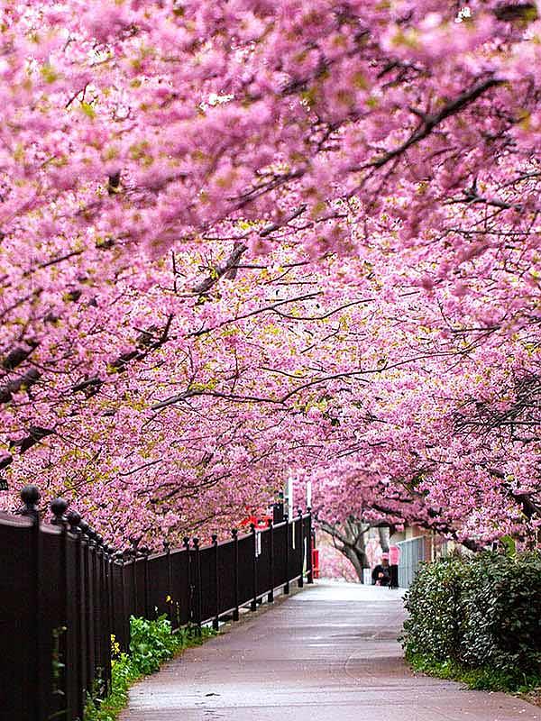 Flores de cerezo en Japón