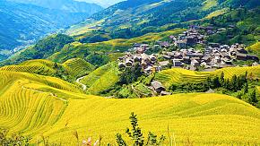 Longji Rice Terraces,Guilin
