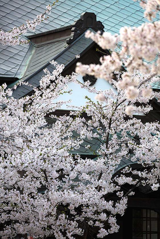 Japan Cherry Blossom