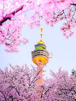 Cherry Blossoms in South Korea
