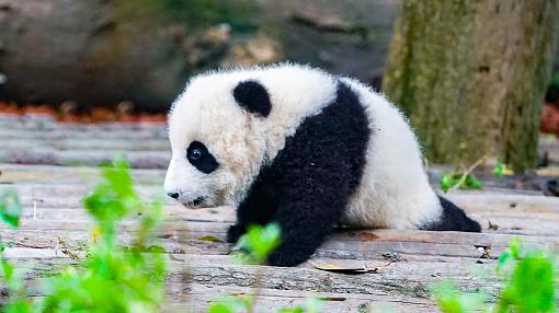 Panda en Chengdu