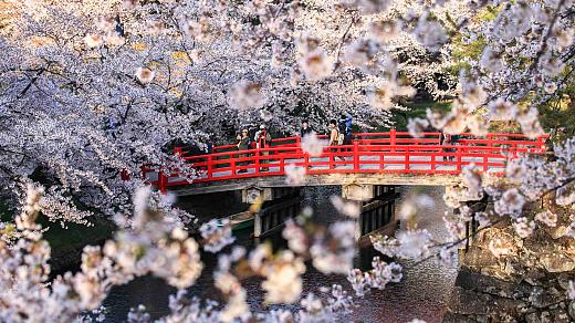 Aomori Cherry Blossoms