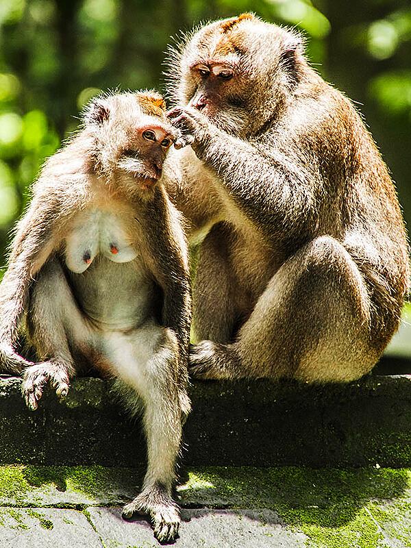 Wildlife in Indonesia
