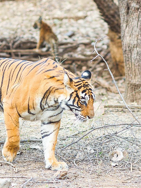tiger safari