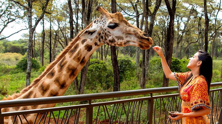 giraffe centre
