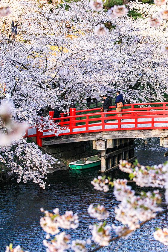 Cherry Blossom