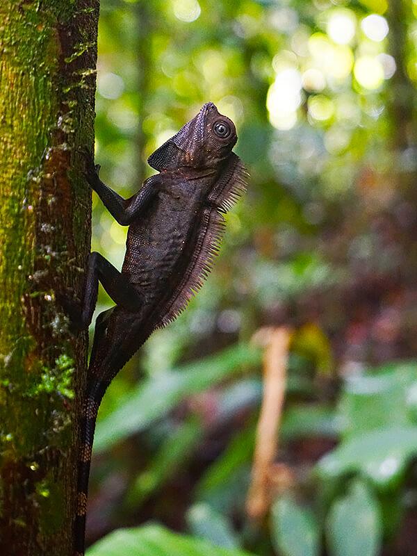 Wildlife in Borneo
