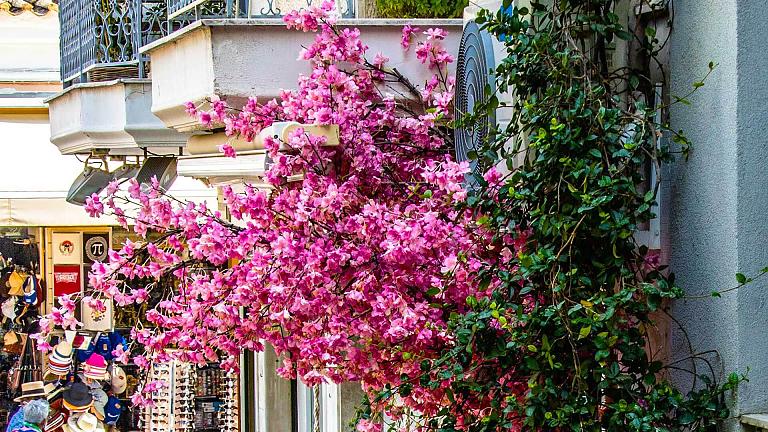 Flowers in São Miguel