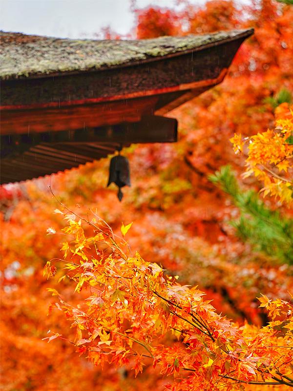 Japan Fall Foliage