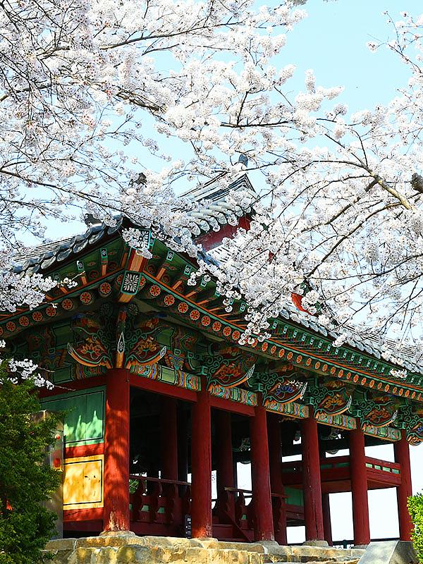 South Korea Cherry Blossoms
