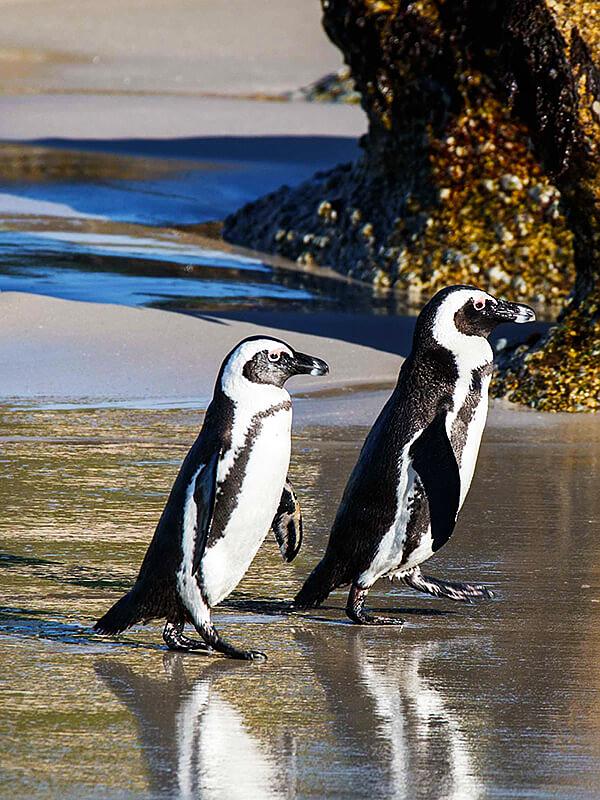 African Penguins